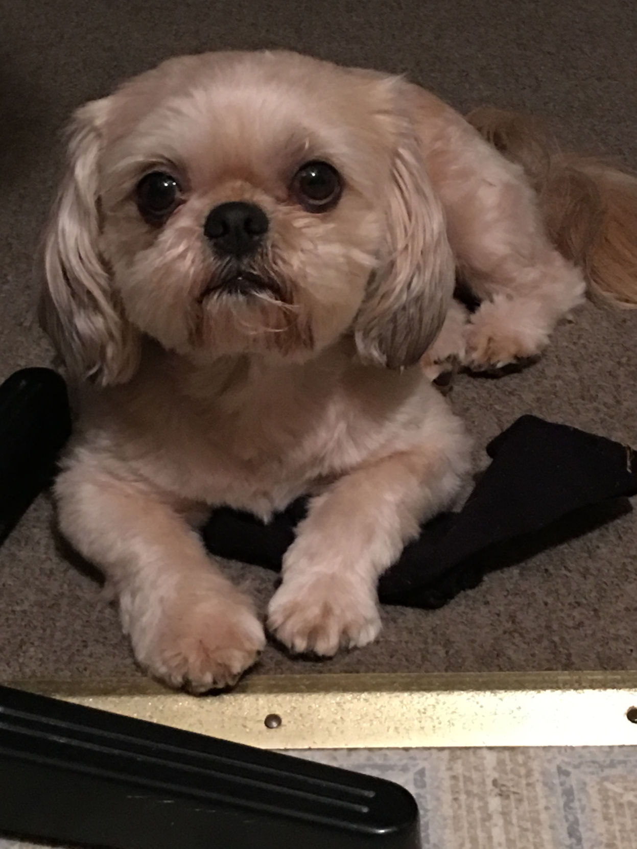 Pic of the Litter: Dog